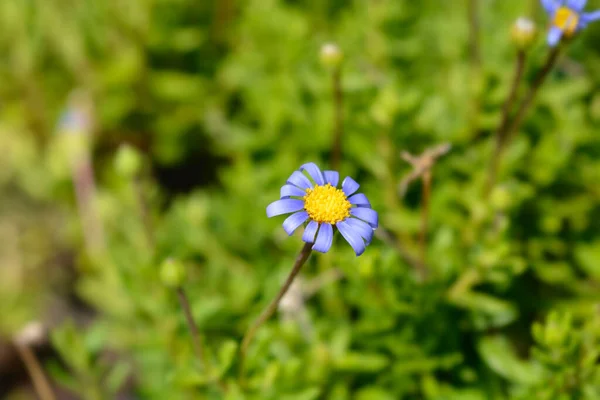 Blue Daisy Felicitara Blue Latin Name Felicia Amelloides Felicitara Blue — Stock Photo, Image