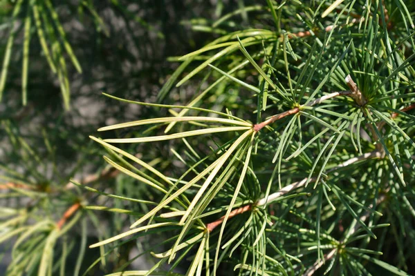 Japanese Umbrella Pine Latin Name Sciadopitys Verticillata — Stock Photo, Image