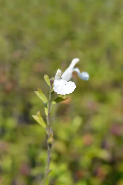 Baby Sage Gletsjer Łacińska Nazwa Salvia Microphylla Gletsjer — Zdjęcie stockowe