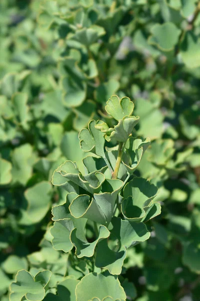 Ginkgo Mariken Neue Blätter Lateinischer Name Ginkgo Biloba Mariken — Stockfoto