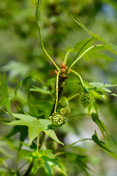 Gomma Dolce Americana Nome Latino Liquidambar Styraciflua — Foto Stock