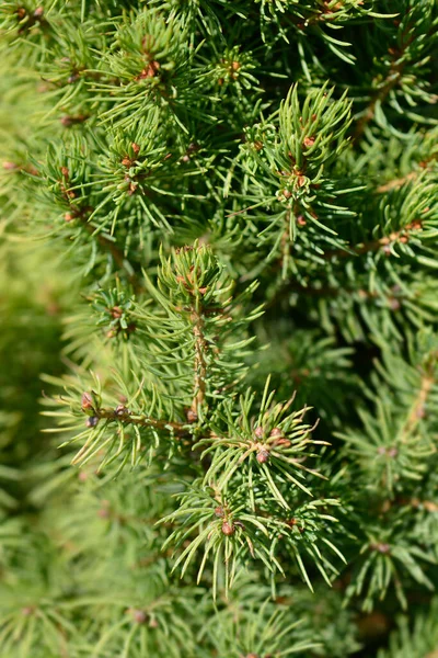 Törpe Fehér Lucfenyő Daisys White Latin Név Picea Glauca Subsp — Stock Fotó