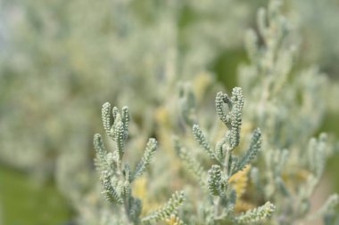 Selvi lavantalı pamuk yaprakları - Latince adı - Santolina chamaecyparissus