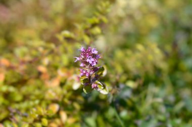 Foxley Thyme - Latince adı - Thymus Pulegioides Foxley