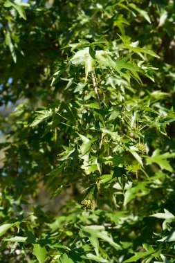 Amerikan tatlandırıcısı - Latince adı - Liquidambar styraciflua