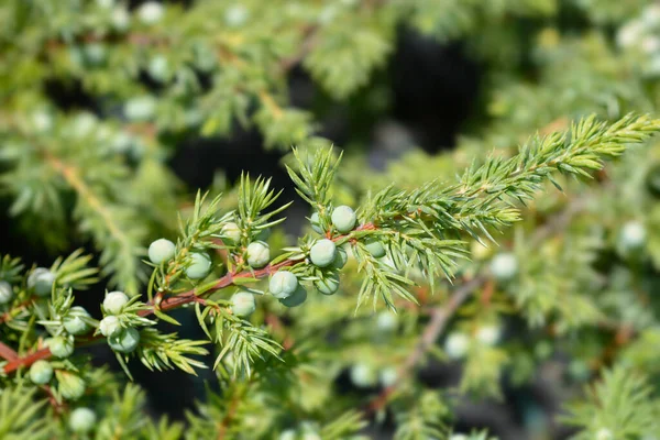 Shore Juniper Schlager Branch Latin Name Juniperus Conferta Schlager — Stock Photo, Image