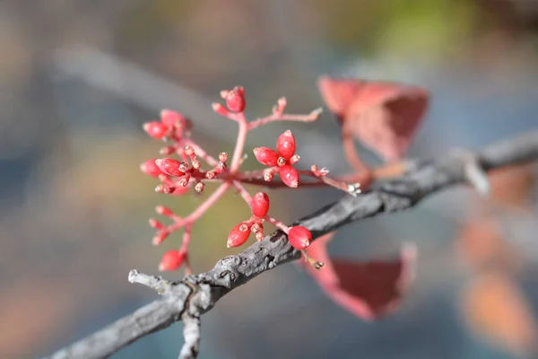 Bagas Bola Neve Japonesas Nome Latino Viburnum Plicatum Var Tomentosum — Fotografia de Stock