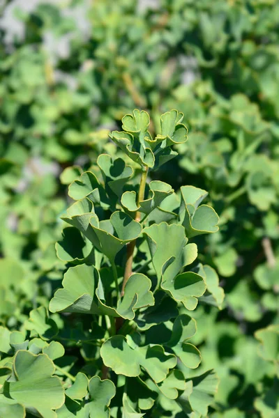 Ginkgo Mariken Neue Blätter Lateinischer Name Ginkgo Biloba Mariken — Stockfoto