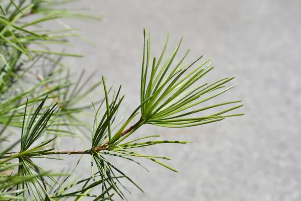 Japanese Umbrella Pine Latin Name Sciadopitys Verticillata — Stock Photo, Image