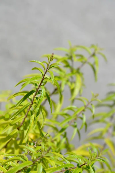 Lemon verbena leaves - Latin name - Aloysia citriodora (Aloysia triphylla)