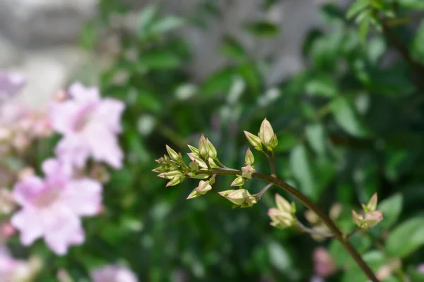 Rosa Trumpet Vinstockar Latinskt Namn Podranea Ricasoliana — Stockfoto