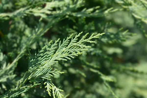 Leyland Cypress Latin Name Cuprocyparis Leylandii — Stock Photo, Image