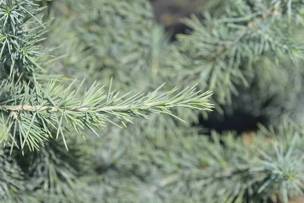 Deodar Cédrus Blue Latin Név Cedrus Deodara Blue — Stock Fotó