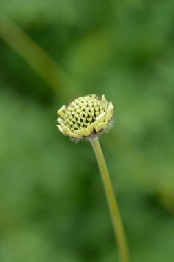 Dev huysuz çiçek tomurcuğu - Latince adı - sefalaria gigantea
