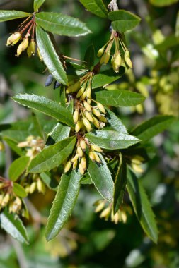 Wintergreen Barberry - Latince adı Berberis Julianae