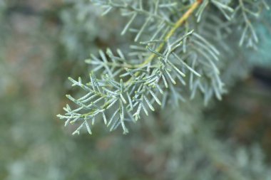 Mavi Arizona Kıbrıs şubesi - Latince adı - Cupressus arizonica Fastigiata