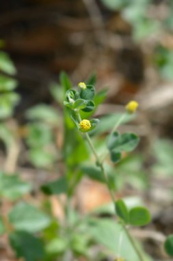 Siyah doktor - Latince adı - Medicago lupulina