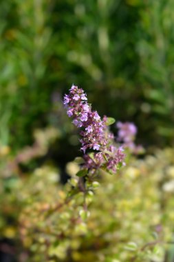 Foxley Thyme Latince adıyla Foxley 'den ayrılıyor.