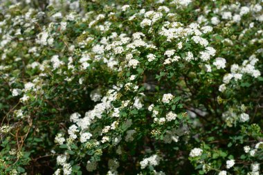 Van Houttes spiraea - Latince adı - Spiraea x vanhouttei