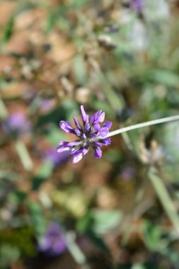Bitumen trefoil çiçeği - Latince adı - Bituminaria bituminosa