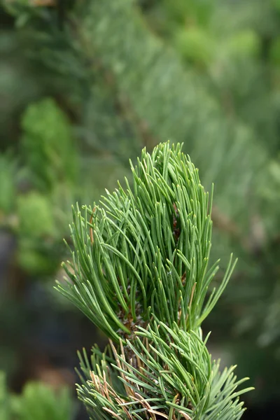 Black Pine Oregon Green Latin Name Pinus Nigra Oregon Green — Stock Photo, Image