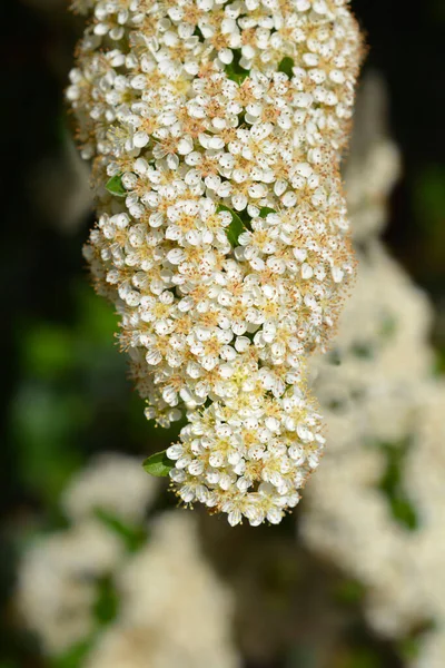 Flores Espinheiro Escarlate Nome Latino Pyracantha Coccinea — Fotografia de Stock