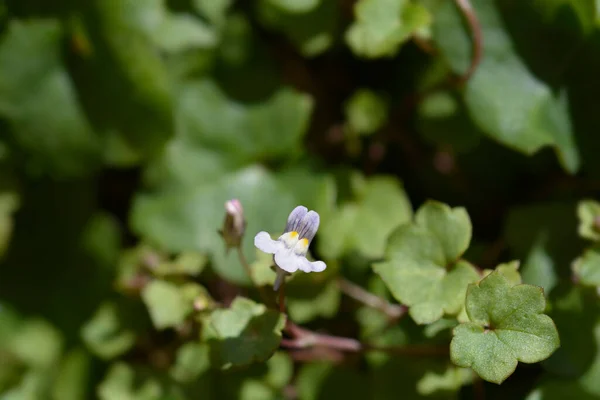 Kenilworth Ivy Malé Květiny Latinské Jméno Cymbalaria Muralis — Stock fotografie