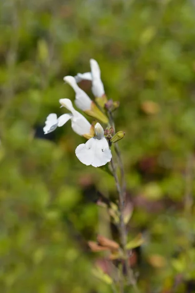 Baby Sage Gletsjer Latin Name Salvia Microphylla Gletsjer — Stock Photo, Image