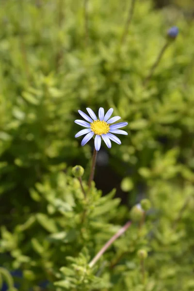 Blue Daisy Felicitara Blue Latin Name Felicia Amelloides Felicitara Blue — Stock Photo, Image