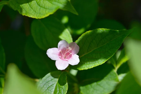 古いスタイルのWeigela ラテン語名 Weigela Florida — ストック写真