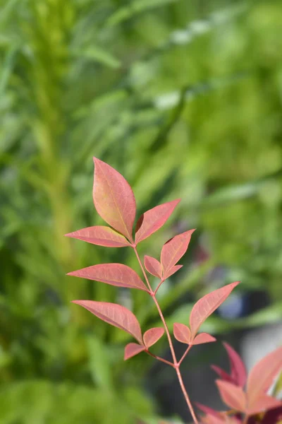 Heavenly Bamboo Obsessed Leaves Latin Name Nandina Domestica Obsessed — Stock Photo, Image