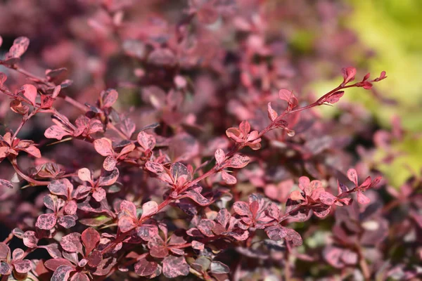 Japonca Barberry Harlequin Latince Adı Berberis Thunbergii Pallequin — Stok fotoğraf