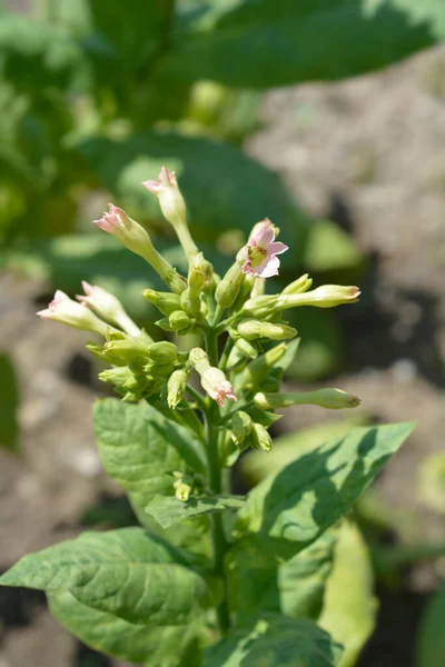 Fleurs Tabac Cultivées Nom Latin Nicotiana Tabacum — Photo