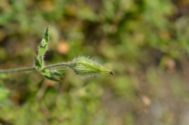 Beyaz karides, Latince adı Silene latifolia subsp. alba