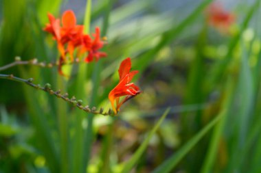 Montbretia Lucifer çiçekleri - Latince adı - Crocosmia Lucifer