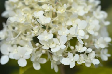 Panikle ortanca - Latince adı - Hydrangea paniculata
