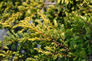 Juniper Goldschatz şubesi - Latince adı - Juniperus communis Goldschatz