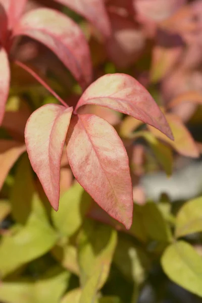 Heavenly Bamboo Fire Power Leaves Latin Name Nandina Domestica Fire — Stock Photo, Image