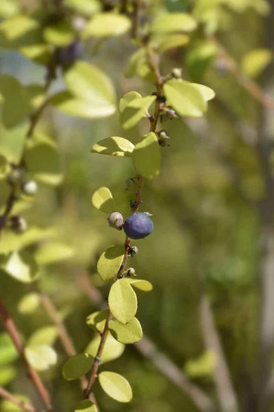 Kaapse Mirtetak Latijnse Naam Myrsine Africana — Stockfoto