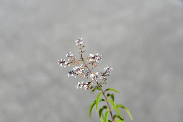 Lemon verbena flowers - Latin name - Aloysia citriodora (Aloysia triphylla)