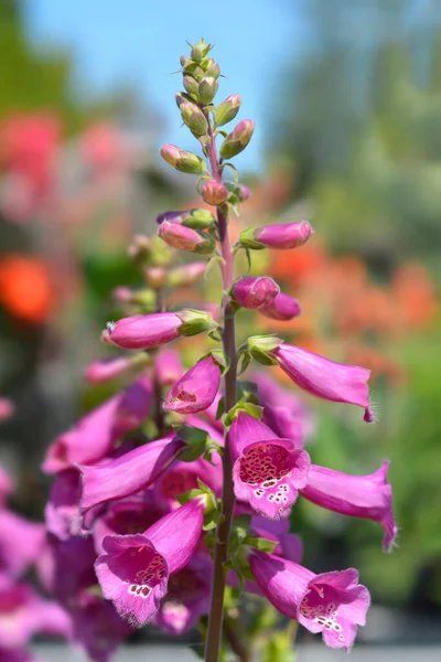 Common Foxglove Latin Name Digitalis Purpurea — Stock Photo, Image