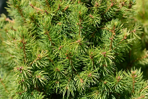 Νάνος White Spruce Daisys White Λατινική Ονομασία Picea Glauca Subsp — Φωτογραφία Αρχείου