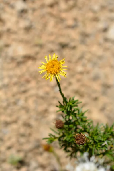 Zlatý Samfialový Květ Latinské Jméno Limbarda Crithmoides Inula Crithmoides — Stock fotografie