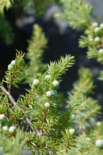 Shore Juniper Schlager Branch Latin Name Juniperus Conferta Schlager — Stock Photo, Image