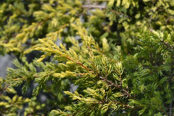 Juniper Goldschatz Branch 라틴어 Juniperus Communis Goldschatz — 스톡 사진