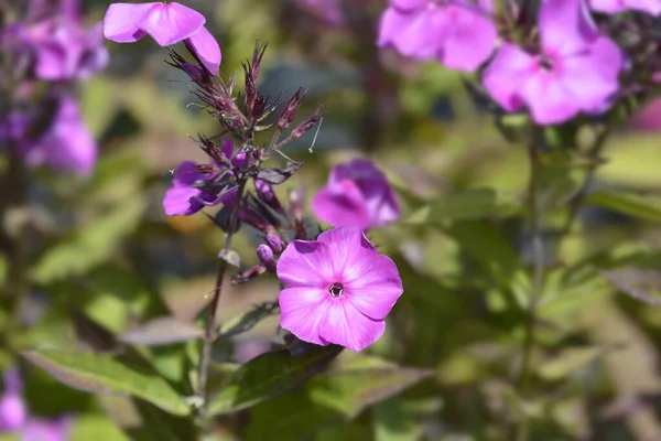 Fleråriga Floxblommor Latinskt Namn Phlox Paniculata — Stockfoto