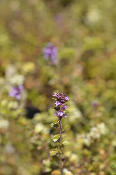 Foxley Flores Tomillo Nombre Latino Thymus Pulegioides Foxley — Foto de Stock