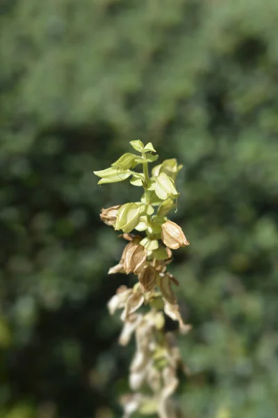 Semena Opic Latinský Název Mimulus Luteus Erythranthe Lutea — Stock fotografie