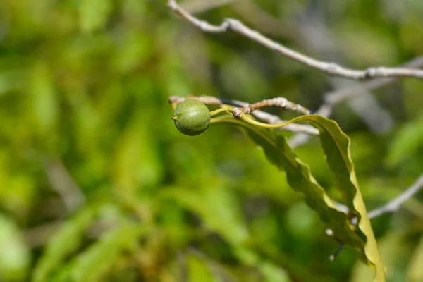 Cheesewood Fruit Латинское Название Pittosporum Undulatum — стоковое фото