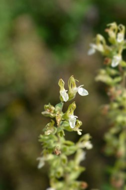 Sarı Alman çiçekleri - Latince adı - Teucrium flavum